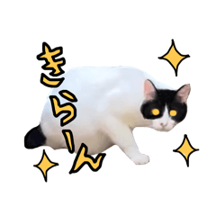 [LINEスタンプ] 日本ネコスク2024せんだい街ねこ！