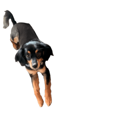 [LINEスタンプ] おビ ♡the mutt doggy