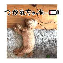 [LINEスタンプ] ふつうに使えるくぅ