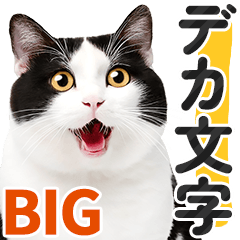 [LINEスタンプ] 【デカ文字BIG】黒白猫❤基本の会話