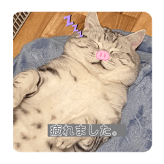 [LINEスタンプ] ねこねこすたんぽ