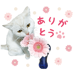 [LINEスタンプ] ◇メルのスタンプ◇