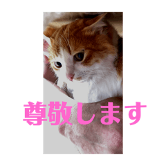 [LINEスタンプ] 猫ちゃんからのメッセージ