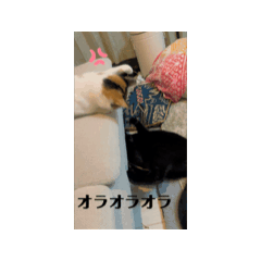 [LINEスタンプ] おはぎとおもちとおぽんのスタンプ。