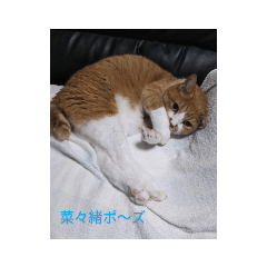 [LINEスタンプ] 吾輩は猫である…名前は、とん汁。
