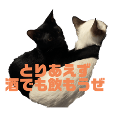 [LINEスタンプ] お酒とネコ好きな日常会話 3