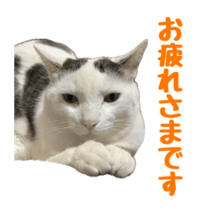 [LINEスタンプ] まろちゃんとふくちゃん