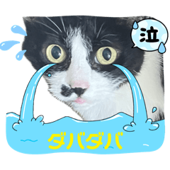 [LINEスタンプ] かわちいマドにゃん