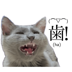 [LINEスタンプ] 長毛こねこちゃん「わさび」②
