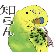 [LINEスタンプ] セキセイインコの普段使い