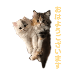 [LINEスタンプ] 毎日使えるもち＆むうの優しい敬語講座