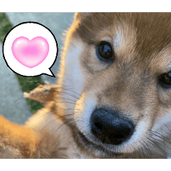 [LINEスタンプ] 柴犬カイ君♡毎日使える写真スタンプ！