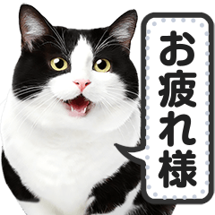 [LINEスタンプ] リアルな黒白猫で挨拶しよっ！