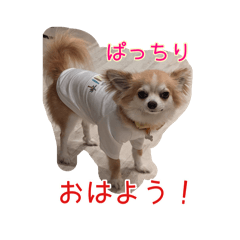 [LINEスタンプ] チワワのかわいいまめちゃんの画像（メイン）