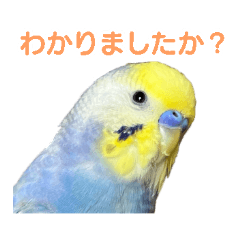[LINEスタンプ] わんぱくすぎるセキセイインコの幼鳥さん