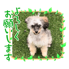 [LINEスタンプ] チワプーのプイ君