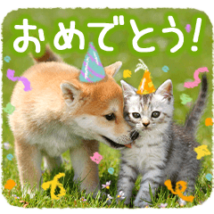 [LINEスタンプ] しばにゃんこスタンプ