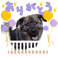 [LINEスタンプ] おもしろ三姉弟のあいさつスタンプ