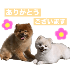 [LINEスタンプ] ポメラニアンのトムとジェリー③