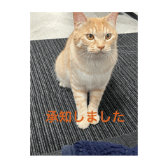 [LINEスタンプ] ちゃぴもかすみこ第2弾