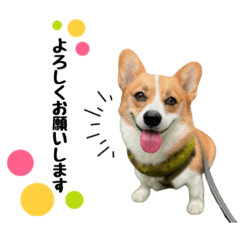 [LINEスタンプ] コーギー【こむぎちゃん】