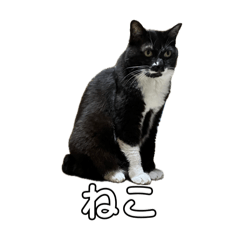 [LINEスタンプ] ぺたぺたこにゃンプvol.2