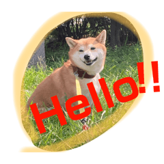 [LINEスタンプ] 柴犬ご機嫌でこんにちは