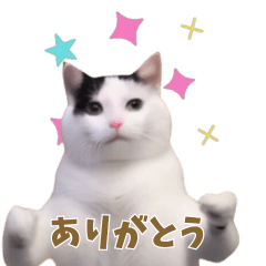 [LINEスタンプ] 動く！踊る猫ミーム！(パート18)