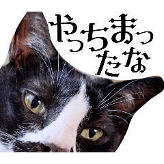 [LINEスタンプ] デカ猫！