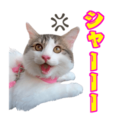 [LINEスタンプ] ネコヒヨコ