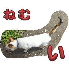 [LINEスタンプ] n猫がいる3