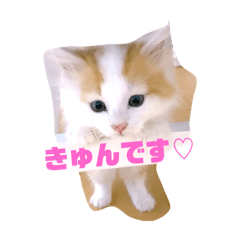 [LINEスタンプ] 癒し猫シフォンのリラックスタンプ