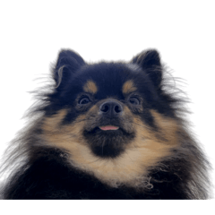 [LINEスタンプ] ウルでポメラニアン