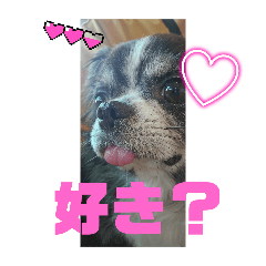 [LINEスタンプ] おはぎ(愛嬌ありすぎるチワワ1)