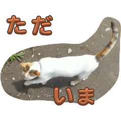 [LINEスタンプ] n猫がいる2