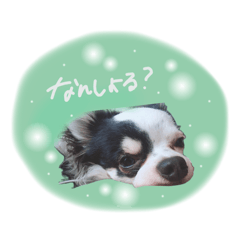 [LINEスタンプ] shou.joe stamp