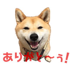 [LINEスタンプ] 柴犬の感謝ありがとうの画像（メイン）