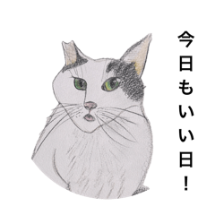 [LINEスタンプ] 野良猫シリーズ(1)