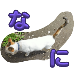 [LINEスタンプ] n猫がいる5