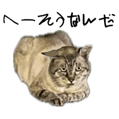 [LINEスタンプ] 野良猫レクション（＋α）