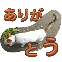 [LINEスタンプ] n猫がいる1