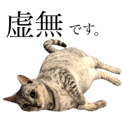 [LINEスタンプ] 日常で使える猫ちゃんスタンプ。