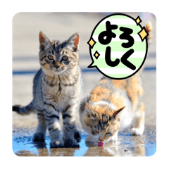 [LINEスタンプ] ゴロゴロにゃんこ