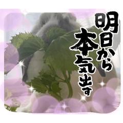 [LINEスタンプ] うにともちょ