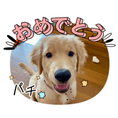 [LINEスタンプ] ゴールデンレトリバー『空』