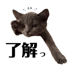 [LINEスタンプ] 子猫のあんちゃんスタンプ
