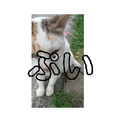 [LINEスタンプ] n猫がいる（動く）1