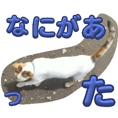 [LINEスタンプ] n猫がいる6