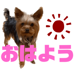 [LINEスタンプ] ヨークシャテリアのワコマルスタンプ