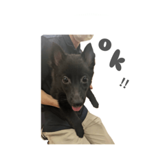 [LINEスタンプ] とおやまさんちのノア
